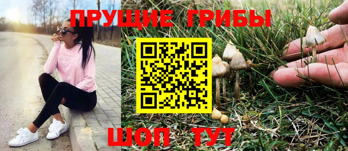 купить   Вход с VPN  Пенза  Псилоцибиновые грибы Psilocybe 